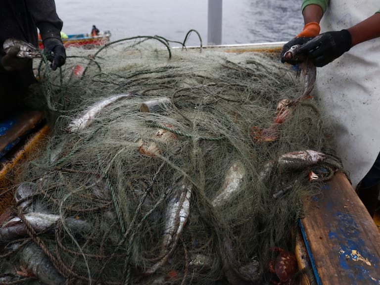 Cámara de Diputados aprueba reforma a la Ley de Pesca: ¿Cuáles son las especies que mantendrán su cuota de extracción?