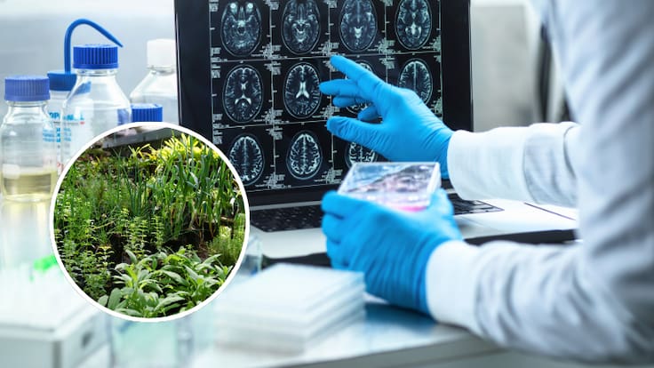 Ayudaría a combatir el Alzheimer: la planta medicinal que sería clave en la lucha contra la enfermedad, según estudio