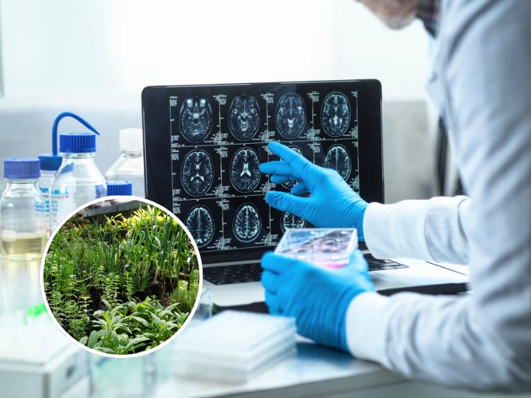 Ayudaría a combatir el Alzheimer: la planta medicinal que sería clave en la lucha contra la enfermedad, según estudio