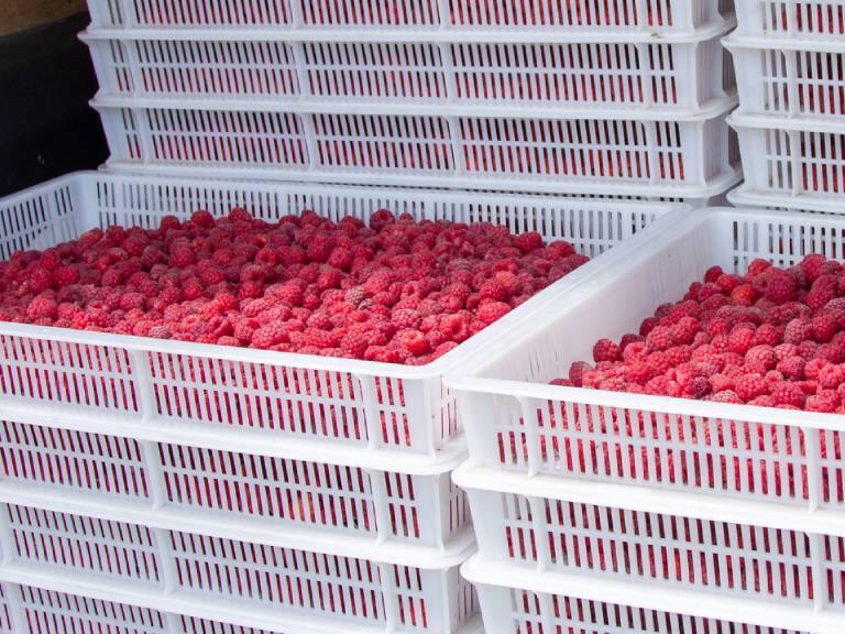 Ministerio de Agricultura confirma presencia de Hepatitis A en frambuesas exportadas a EE. UU.
