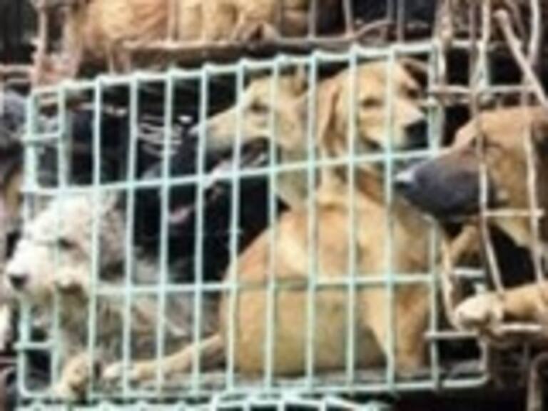 Celebración de festival de carne de perro divide a la ciudadanía china