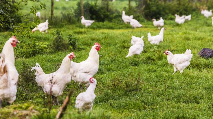 China golpea a industria avícola de Chile: esto decidió el gigante asiático por la gripe aviar