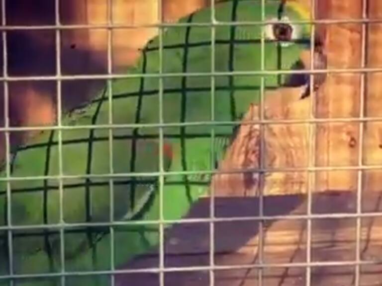 Loro aprendió a cantar como Beyoncé y se convirtió en la nueva sensación de redes sociales