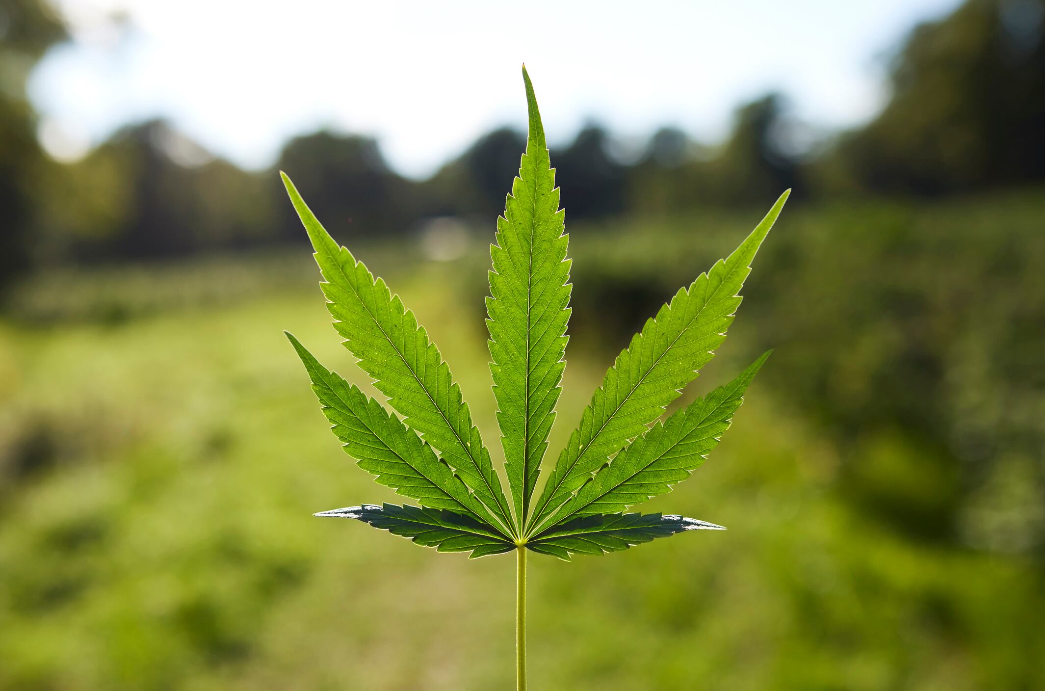 Cannabis medicinal en duda: estudio revela que no sería eficaz para la salud mental