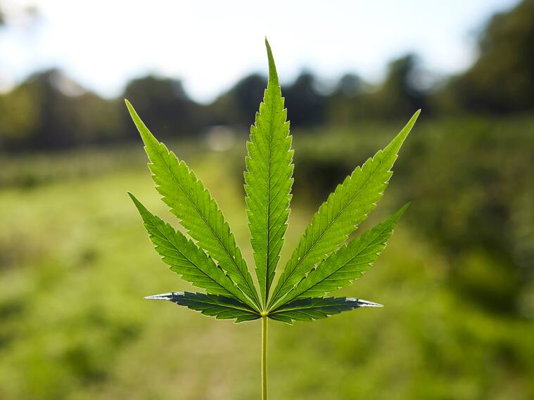 Close-up of fresh cannabis plant on sunny day. Natural pattern is on green leaf. Organic hemp is growing at farm.