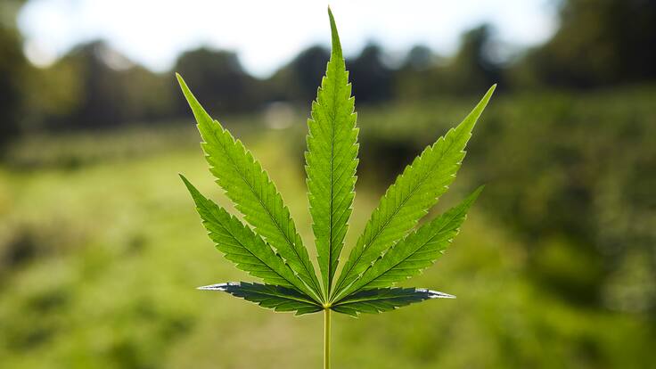 Cannabis medicinal en duda: estudio revela que no sería eficaz para la salud mental