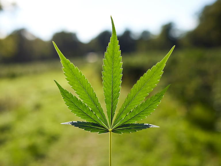 Close-up of fresh cannabis plant on sunny day. Natural pattern is on green leaf. Organic hemp is growing at farm.