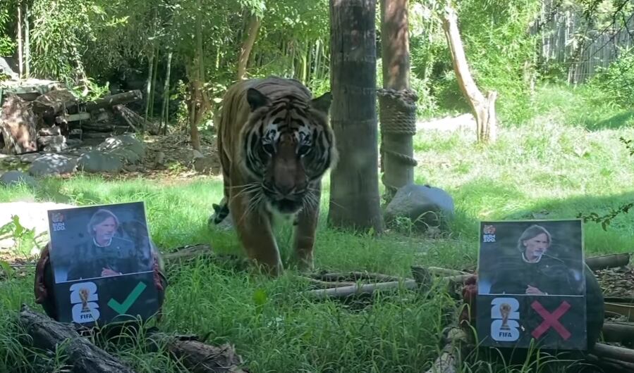 Buin Zoo TV