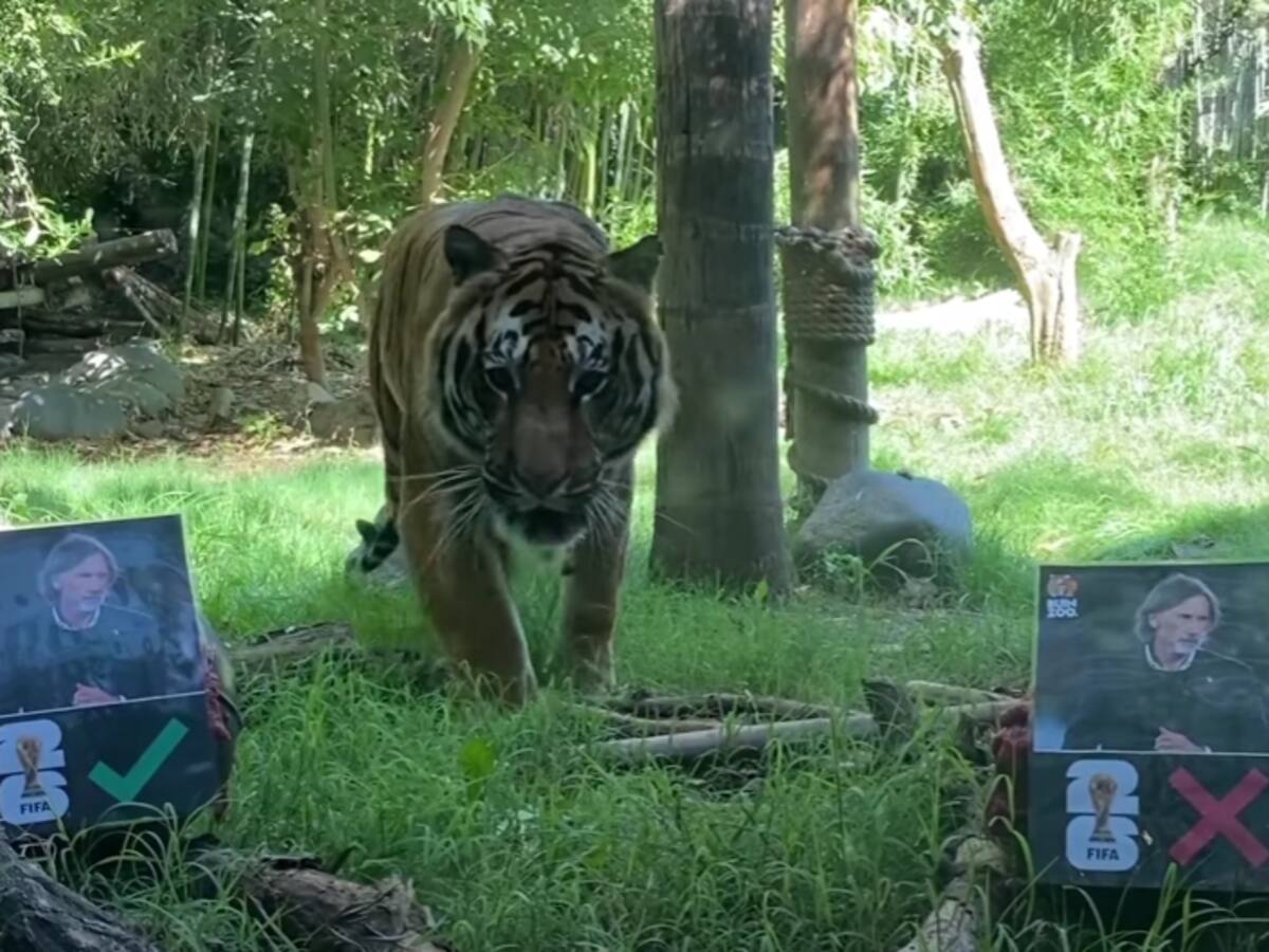 ¿Nos lleva al Mundial? Tigre del Buin Zoo predice cómo le irá a Ricardo Gareca con La Roja en las Eliminatorias