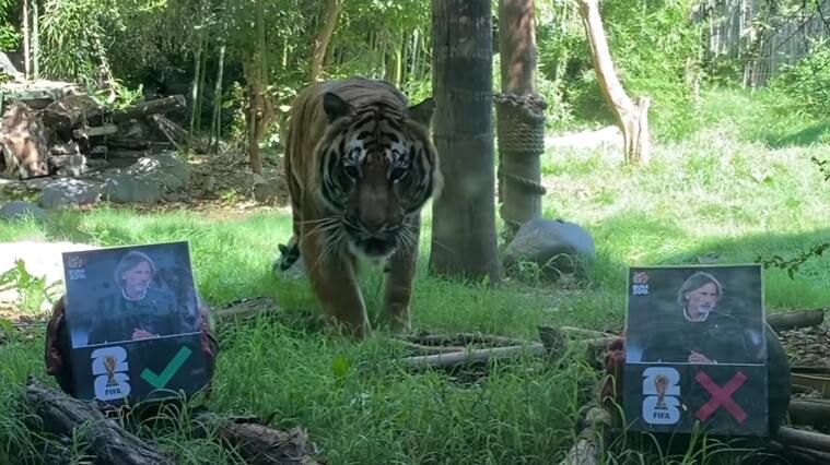 Buin Zoo TV
