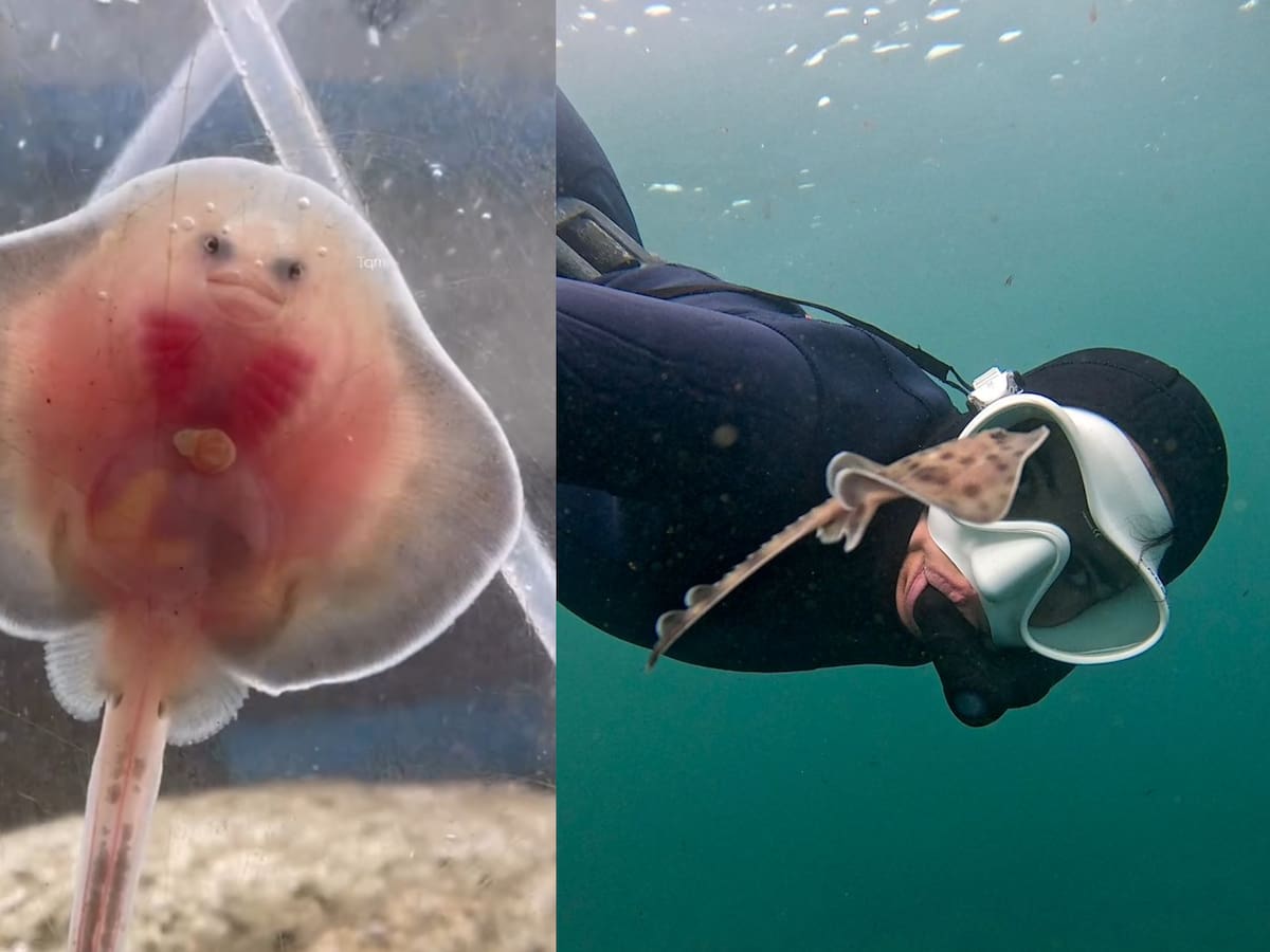 “La gente piensa que no existen en Chile”: la historia de la bióloga marina que se hizo viral tras salvar a más de 100 rayas en Valparaíso