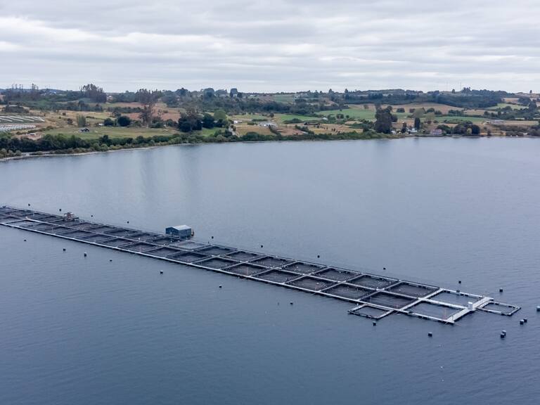 Sernapesca activa plan de vigilancia ante mortalidad masiva de salmones por alga nociva en Hornopirén