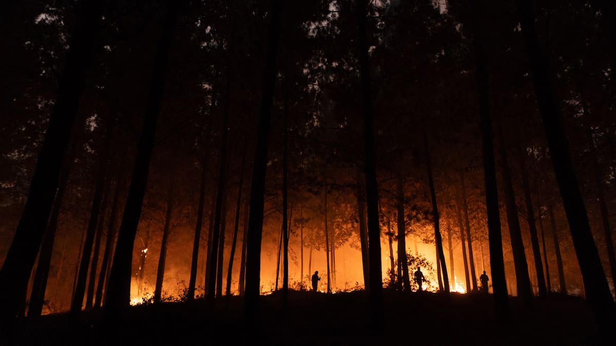 Senado aprueba ley de Prevención de Incendios Forestales: estos son los puntos claves del proyecto