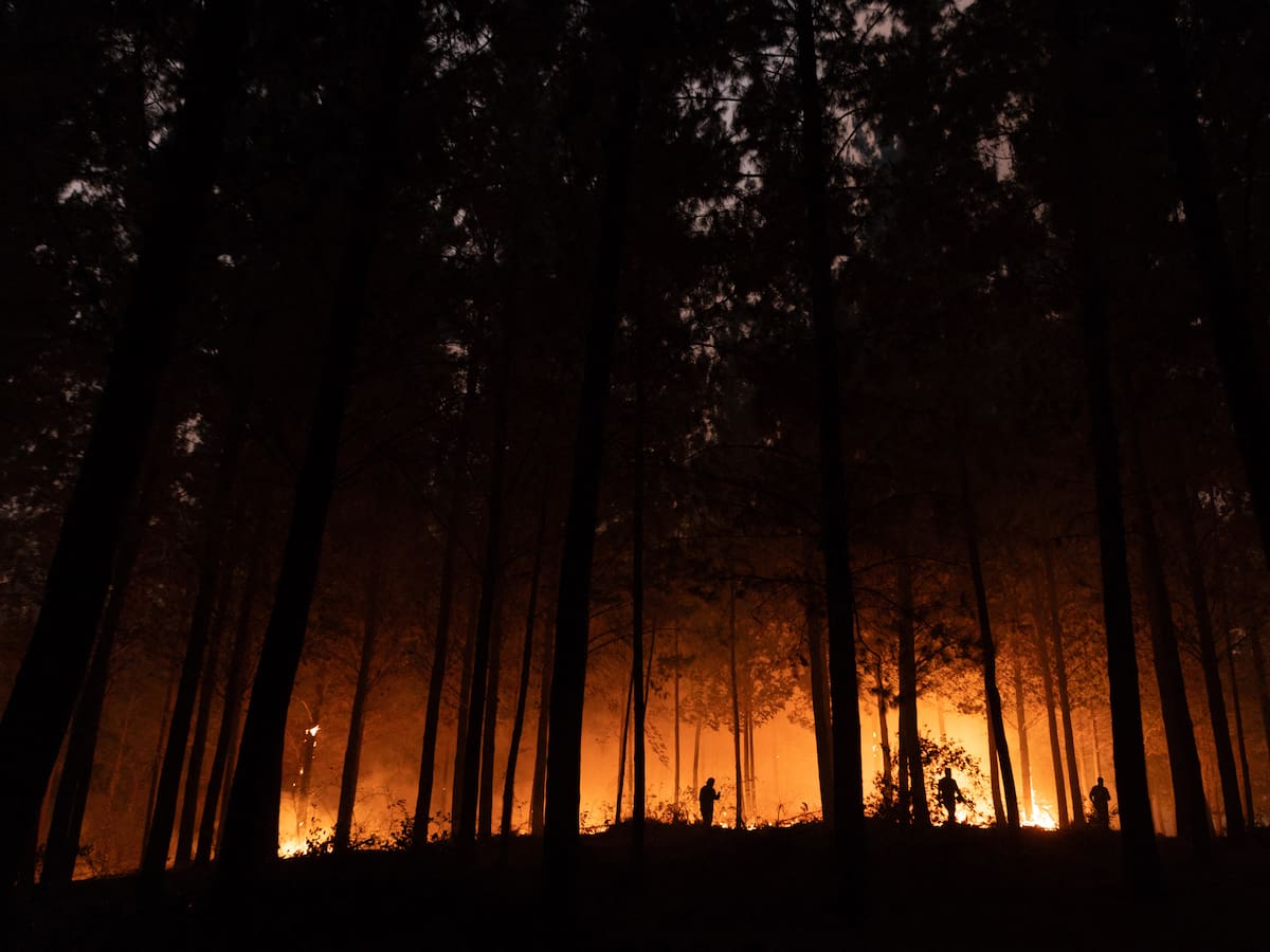 Alerta en el Biobío: Senapred activa alerta SAE para evacuación por incendio forestal en Antuco