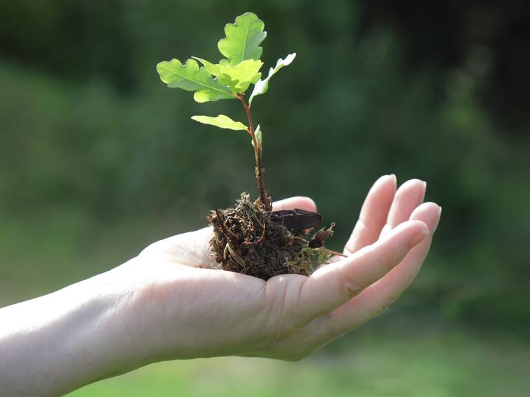 «Pulpa textil»: El proyecto de Arauco que posicionará a la Región de Los Ríos en el centro de la innovación de la industria forestal