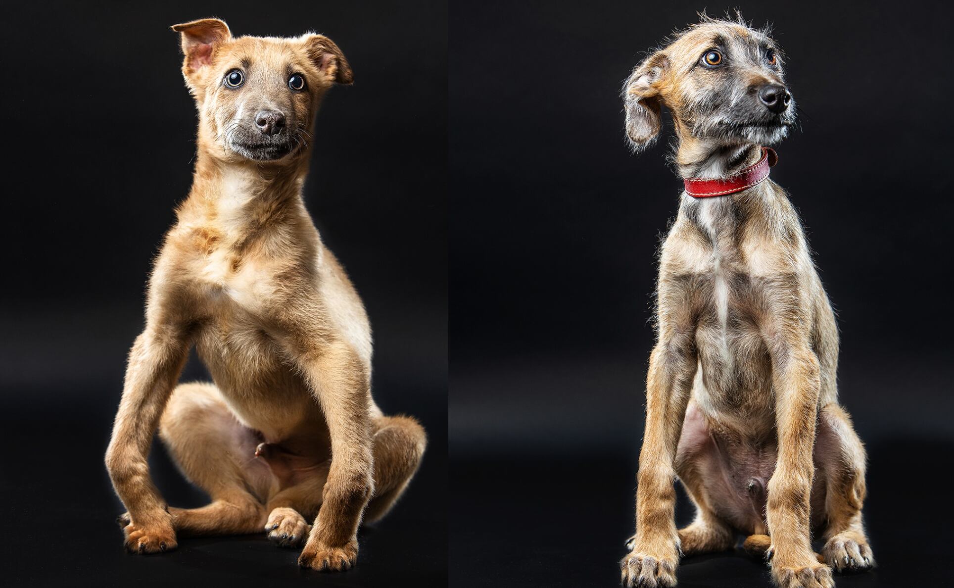 "Ha sido imposible darlos en adopción": La historia de los hermanitos cachorros que buscan una segunda oportunidad