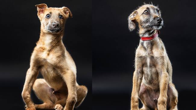 "Ha sido imposible darlos en adopción": La historia de los hermanitos cachorros que buscan una segunda oportunidad
