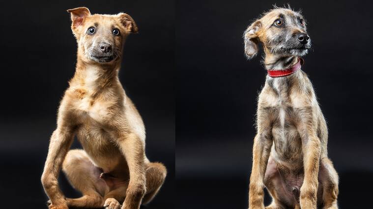 "Ha sido imposible darlos en adopción": La historia de los hermanitos cachorros que buscan una segunda oportunidad