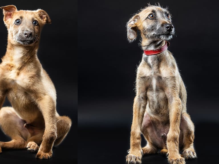 &quot;Ha sido imposible darlos en adopción&quot;: La historia de los hermanitos cachorros que buscan una segunda oportunidad
