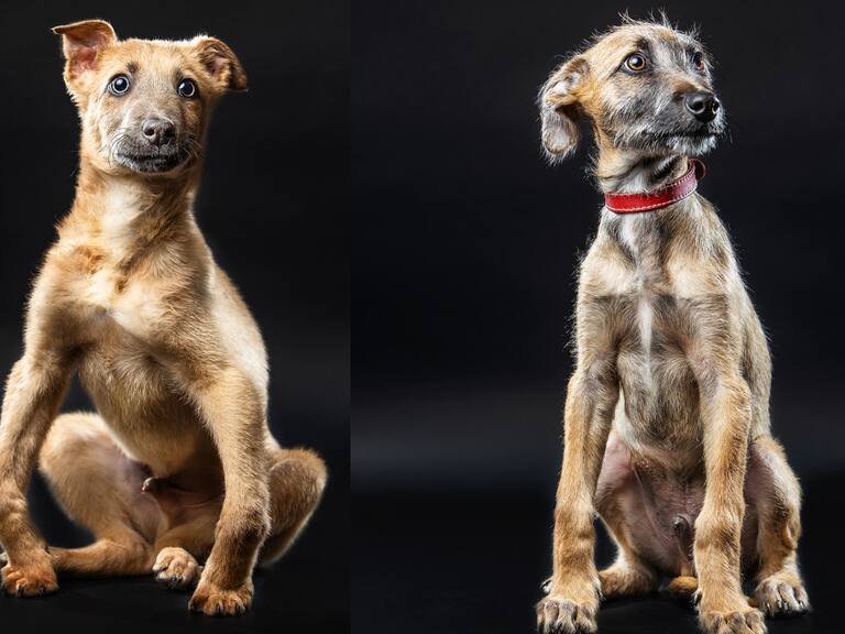 "Ha sido imposible darlos en adopción": La historia de los hermanitos cachorros que buscan una segunda oportunidad