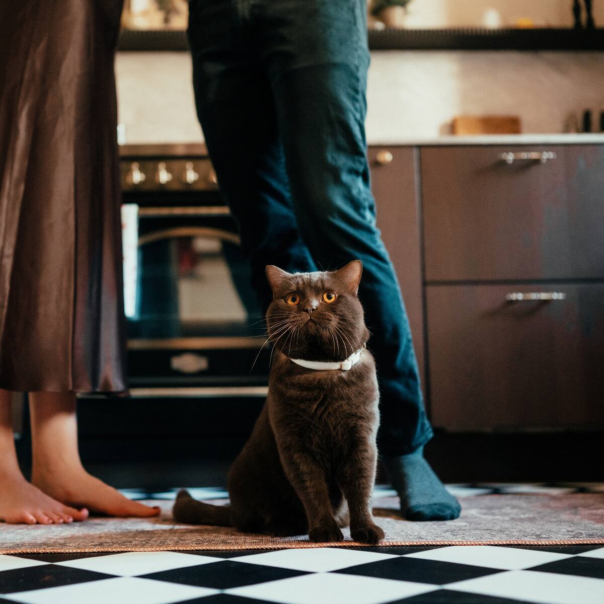 “Seres sintientes, no objetos”: rechazan demanda de hombre contra expareja que pedía tenencia compartida de su gato