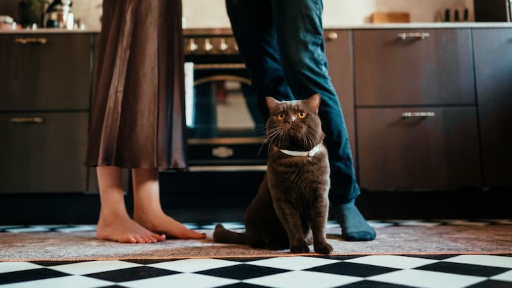 “Seres sintientes, no objetos”: rechazan demanda de hombre contra expareja que pedía tenencia compartida de su gato