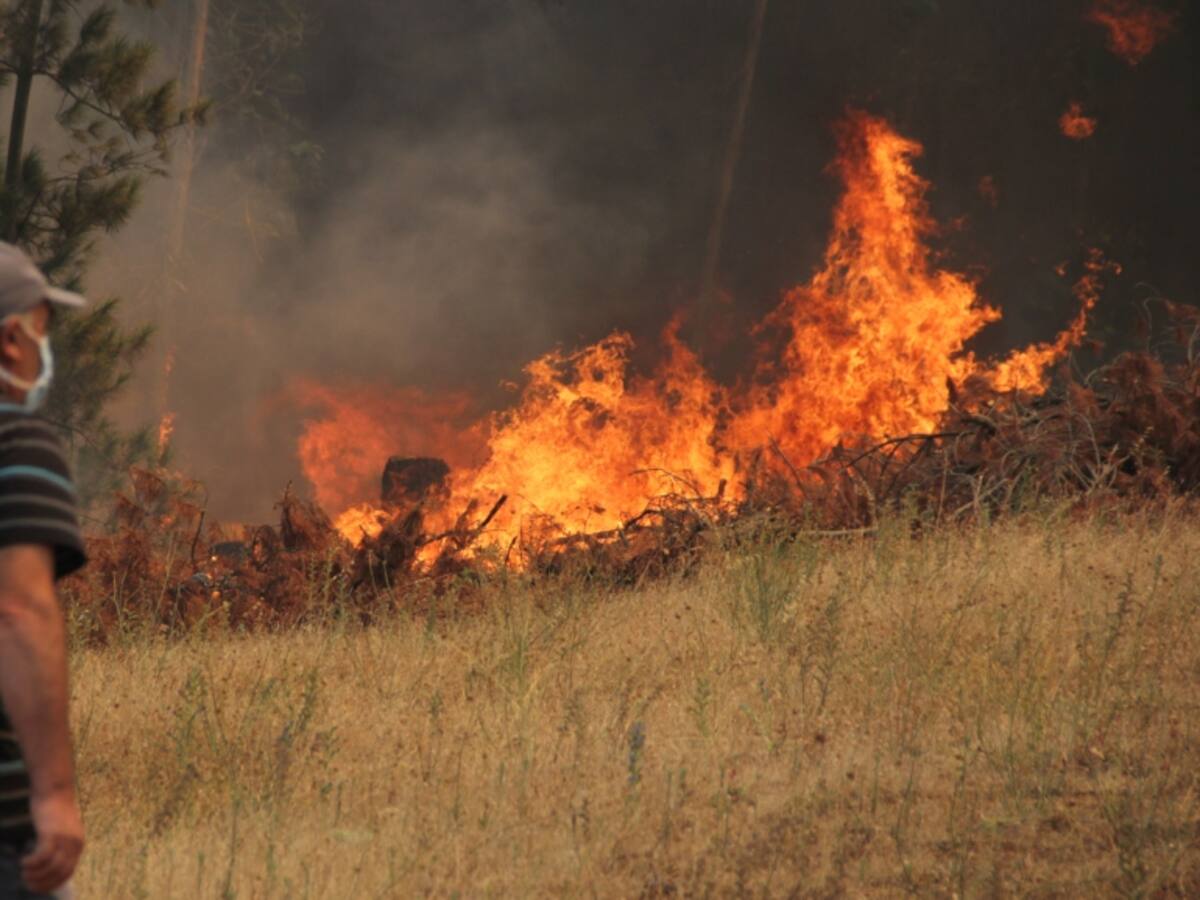 Incendios forestales: Gobierno entrega medidas para ir en ayuda de pequeños agricultores afectados