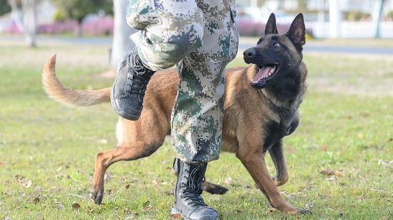Perros policía reprobaron y serán subastados en China