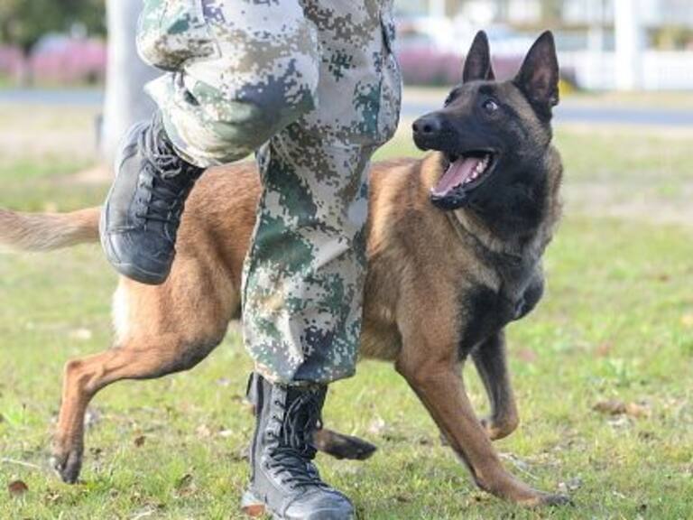 Perros policía reprobaron y serán subastados en China