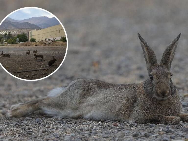 Conejos en Las Condes