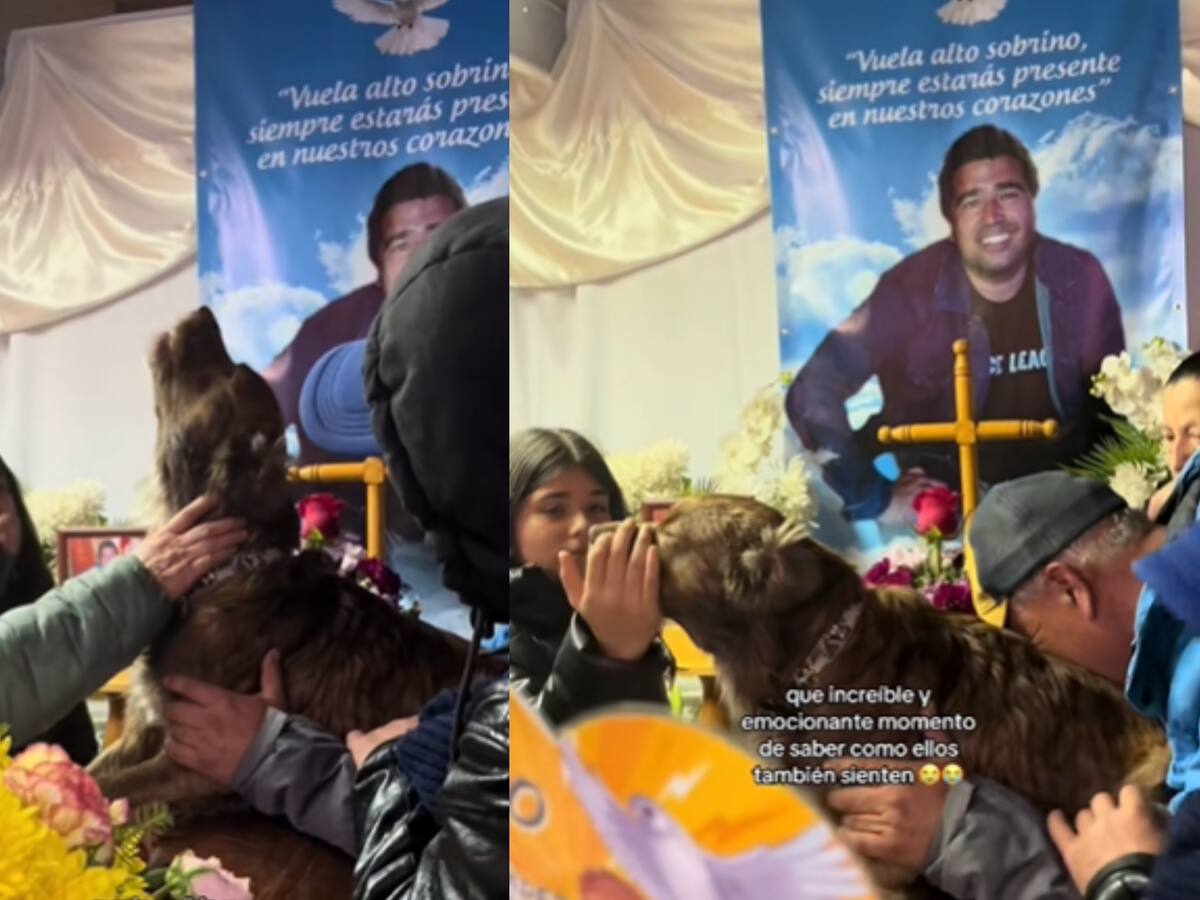“Ellos también sienten”: la dolorosa reacción de perrito chileno en velorio de su dueño