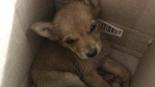 Era un coyote, no un perro