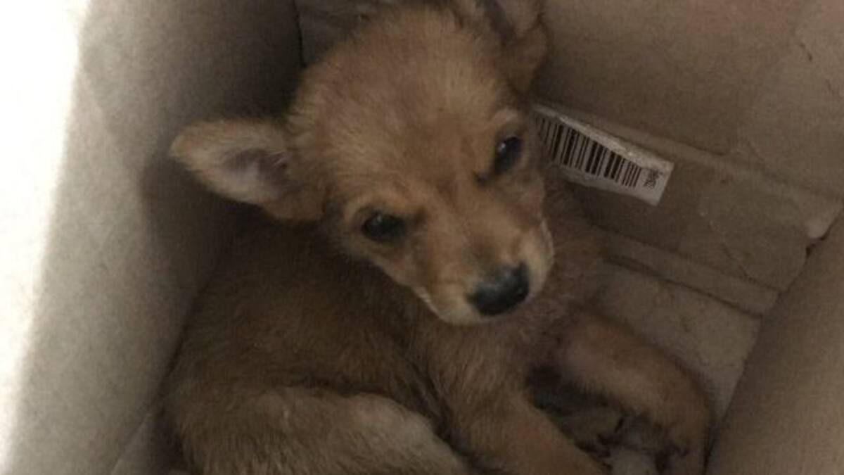 ¿Rescataste cachorros recién nacidos? El método más seguro para eliminar pulgas y garrapatas desde los dos días de vida