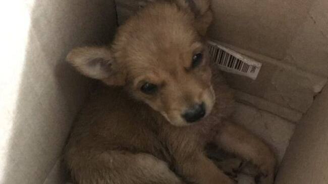 Era un coyote, no un perro