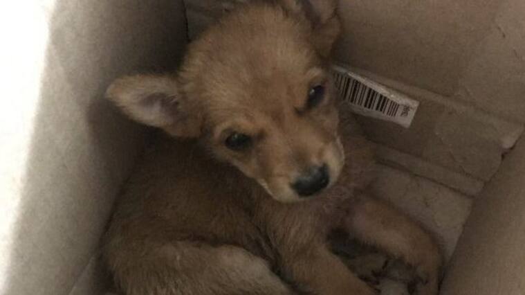 Era un coyote, no un perro