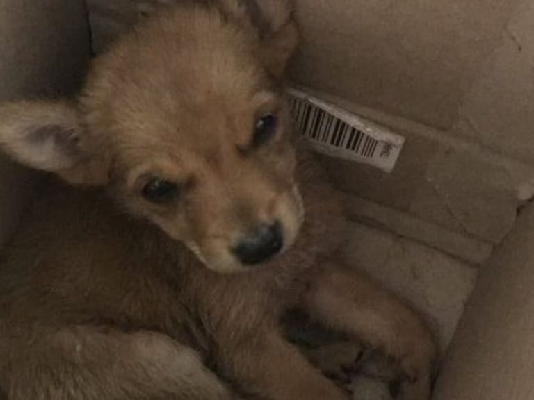 Era un coyote, no un perro