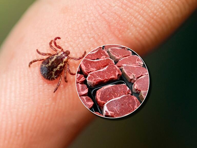 Registran primera muerte humana por alergia a la carne transmitida por garrapatas: esto son los síntomas
