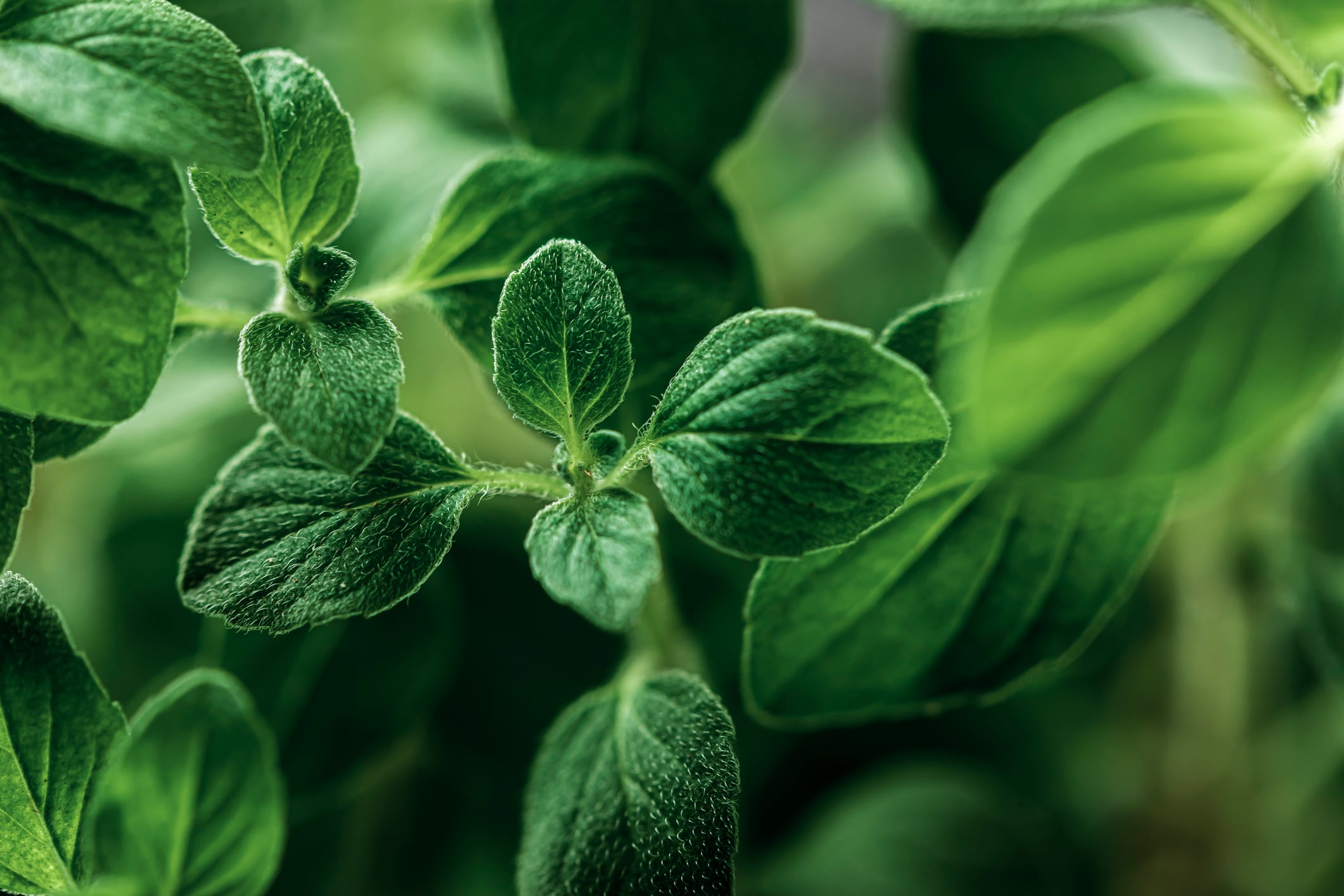 Macro shot of oregano plant.