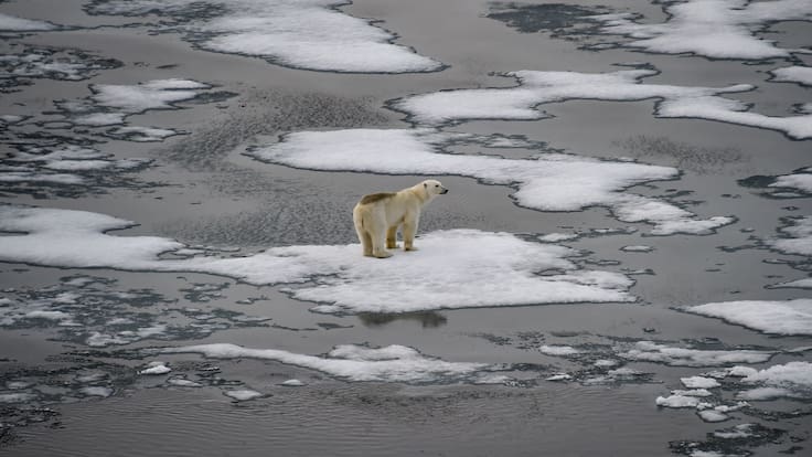 Cobertura de hielo marino global alcanza mínimo histórico en febrero y temperaturas promedio suben, según Observatorio Climático Copernicus