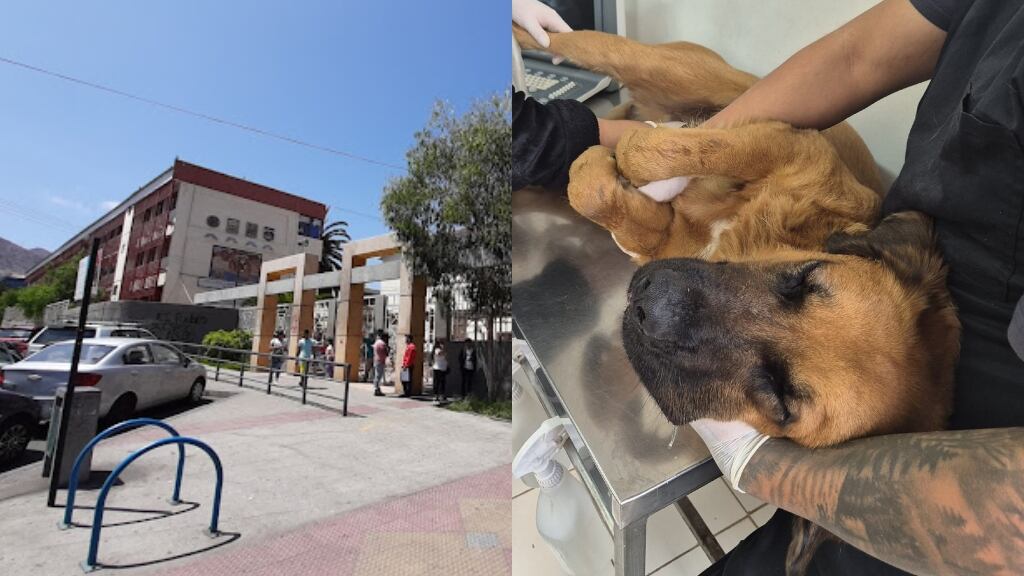 Nuevo caso de maltrato animal: denuncian que perrito fue lanzado desde tercer piso en colegio de Antofagasta