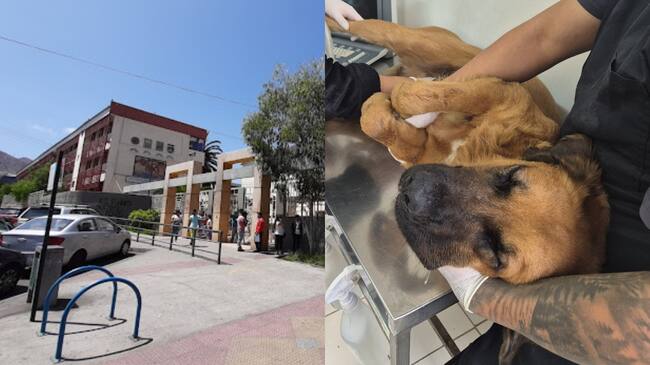 Nuevo caso de maltrato animal: denuncian que perrito fue lanzado desde tercer piso en colegio de Antofagasta