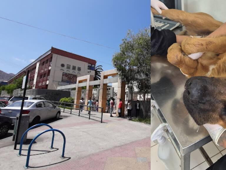 Nuevo caso de maltrato animal: denuncian que perrito fue lanzado desde tercer piso en colegio de Antofagasta