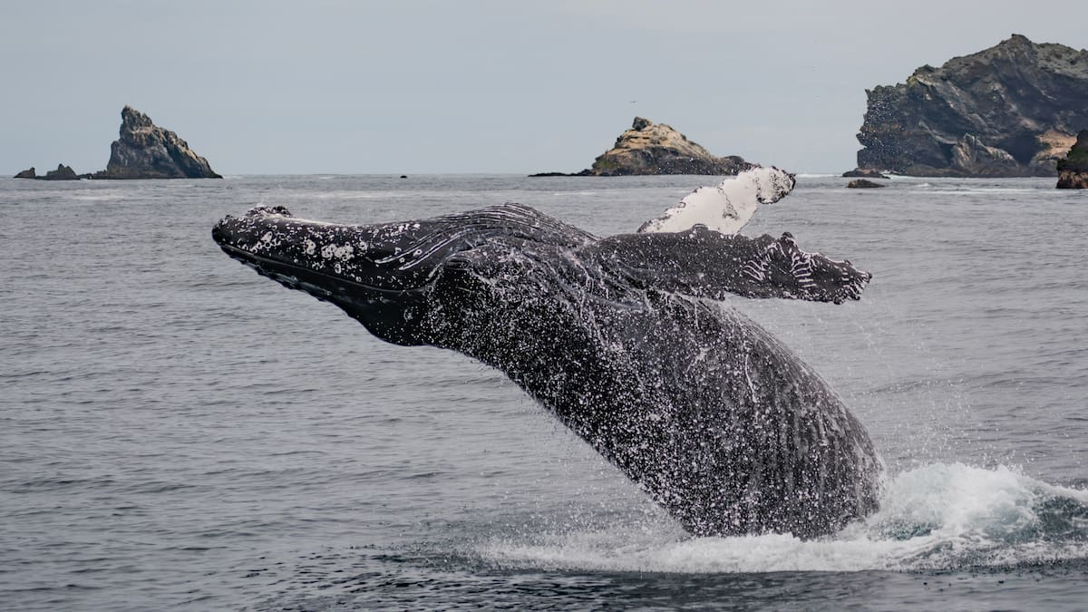 El “dialecto” de las ballenas: el secreto acústico que revela la salud de las costas chilenas