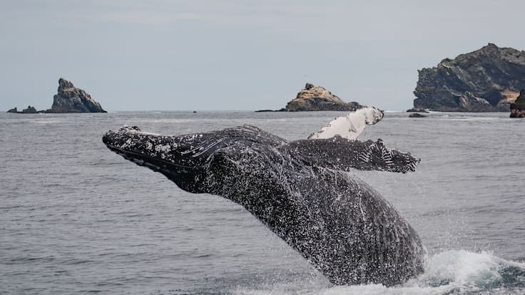 TNA Dra. Maritza Sepúlveda bióloga marina avistamiento de ballenas en Chile