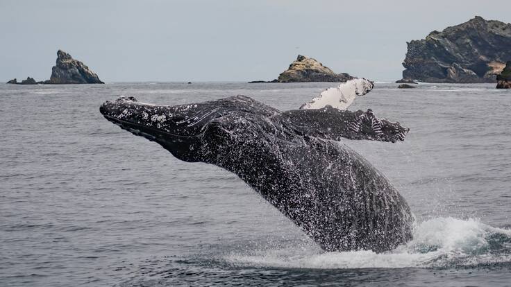 El “dialecto” de las ballenas: el secreto acústico que revela la salud de las costas chilenas