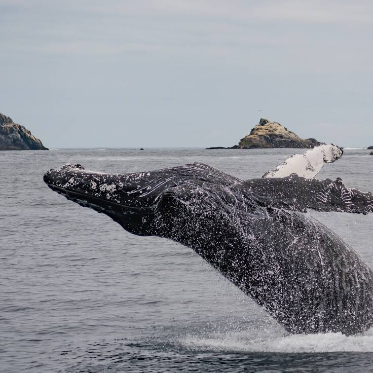 El “dialecto” de las ballenas: el secreto acústico que revela la salud de las costas chilenas