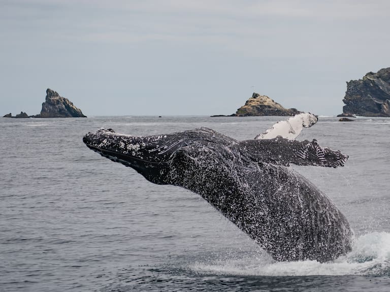 TNA Dra. Maritza Sepúlveda bióloga marina avistamiento de ballenas en Chile