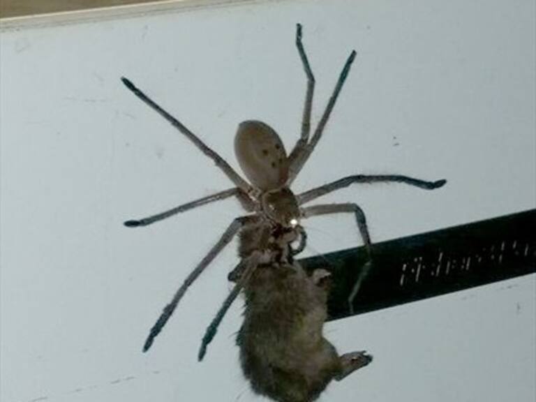 El aterrador video de una araña australiana llevándose un ratón a su madriguera