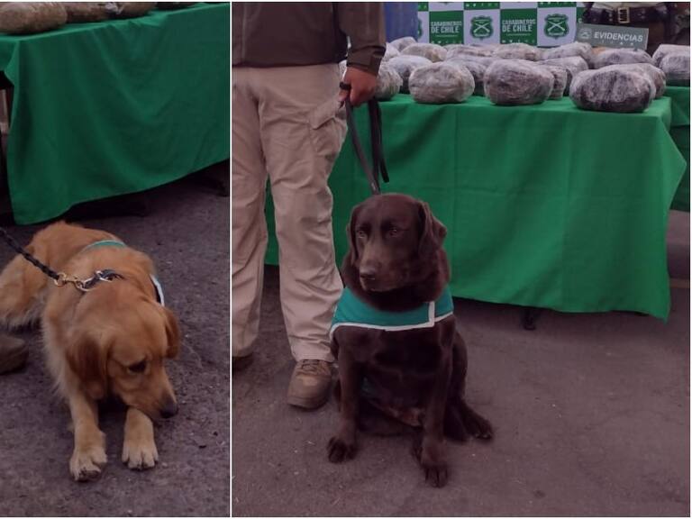 Elvis y Hulk: perros de Carabineros fueron clave para detectar casi 90 kilos de droga que sería distribuida en el verano