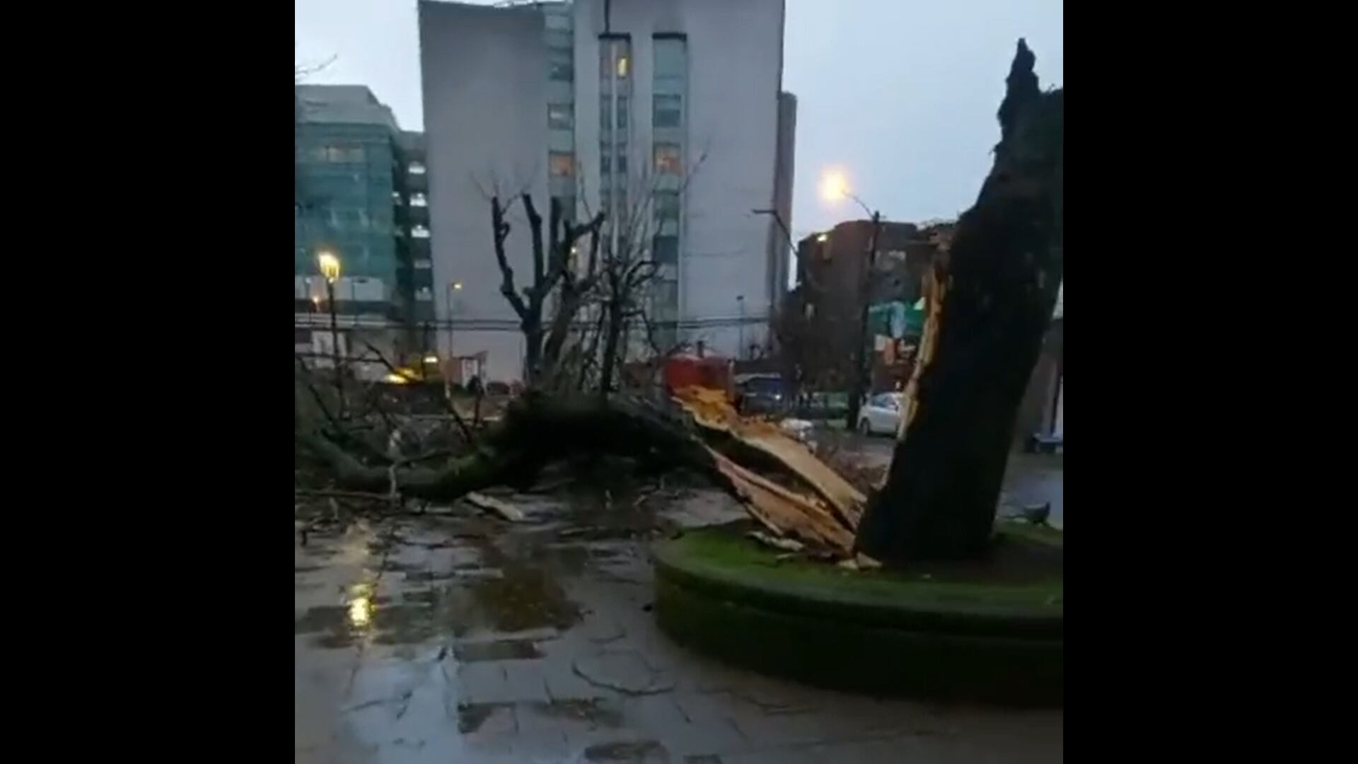 Insólito: tala de árbol aplastó y destruyó un busto de Simón Bolívar en parque de Concepción